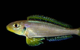 七彩珍珠魚(yú)好不好養(yǎng)，飼養(yǎng)難度不大