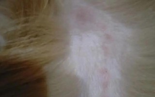 秋季狗狗換毛期有哪些注意事項(xiàng)，需經(jīng)常性地梳理皮毛