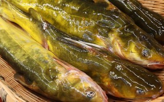 黃色的魚有哪些品種，常見的有黃顙魚、霓虹燕子等