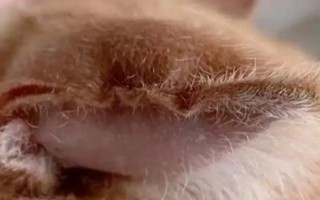 犬貓血腫臨床癥狀，多見(jiàn)于軟組織非開(kāi)放性損傷