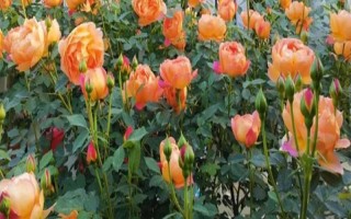 地栽月季不長如何處理，需要及時為其澆水施肥