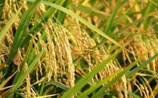 上農(nóng)粳219水稻種子介紹，每畝有效穗15.9萬(wàn)