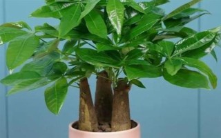 富貴樹(shù)的截枝方法，晴天剪短過(guò)長(zhǎng)枝