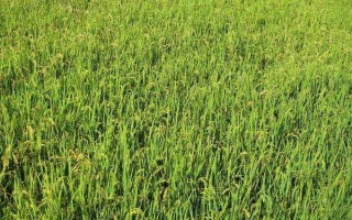 田禾1號(hào)水稻種子特征特性，感溫型常規(guī)稻品種