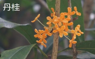 哪種桂花比較耐寒，丹桂可以忍耐零下13℃左右的低溫