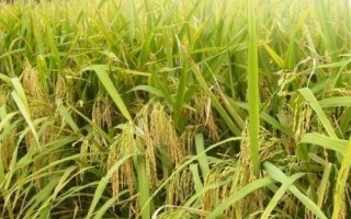 野香優(yōu)華寶占水稻種簡介，注意防治各種病蟲害