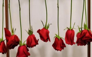 玫瑰花如何風(fēng)干，常見(jiàn)風(fēng)干方法有懸掛風(fēng)干法、自然干燥法、微波爐烘干法