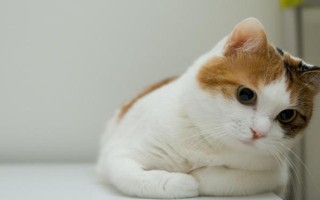 貓拉稀的原因，可能是土壤更換了貓糧或飼喂過多等導(dǎo)致