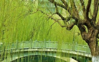 柳樹的特征，樹冠開展、樹葉披針形