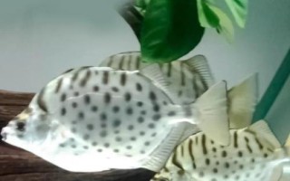 銀鼓魚好不好養(yǎng)，飼養(yǎng)難度較大
