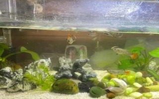魚缸水發(fā)黃的處理方法，需更換飼料和注意換水等