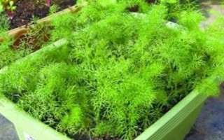 盆栽蔬菜的種植注意事項(xiàng)，應(yīng)選擇矮生型品種
