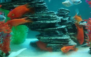 鸚鵡魚一直待在角落的原因，水溫水質(zhì)不佳、水中氧氣不足等因素均會導(dǎo)致