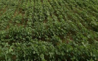 墾科豆2大豆品種簡介，對(duì)土壤肥力要求不嚴(yán)
