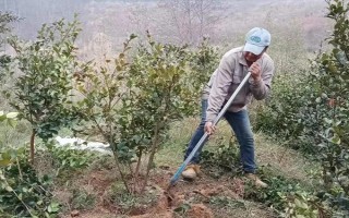 老茶樹(shù)的移栽方法，適宜在春秋兩季進(jìn)行