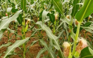 蠡玉108玉米種子簡介，4月下旬至5月上旬播種