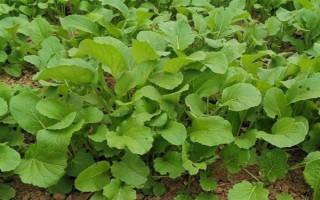 油菜為什么會僵苗，是受到干旱漬害、缺肥、病蟲害等因素的影響
