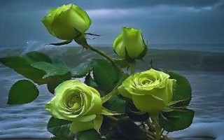 綠玫瑰的花語(yǔ)，寓意愛(ài)情憧憬、愛(ài)情長(zhǎng)存、純真簡(jiǎn)樸等