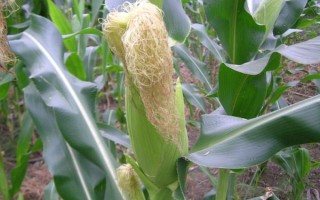 強盛377玉米種子簡介，適宜播期4月下旬至5月上旬