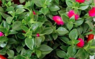 牡丹吊蘭是什么植物，屬多年生常綠草本植物