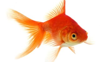金魚的魚鰭數(shù)量，分為尾鰭、臀鰭、背鰭、腹鰭、胸鰭這5個