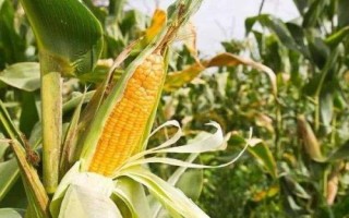 利合869玉米品種的特性，播種時(shí)施足底肥