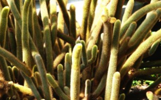 黃金鈕的花語，寓意美好、溫暖的家庭等