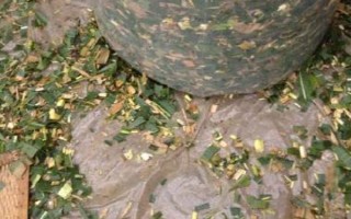 紅薯秧如何做青儲(chǔ)飼料，紅薯秧一定要粉碎處理