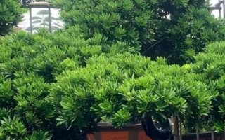 怎么養(yǎng)殖羅漢松，生長期每隔1-2個月追施一次肥料