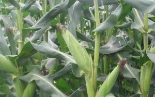 中農(nóng)育9號(hào)玉米種簡(jiǎn)介，4月末至5月初播種