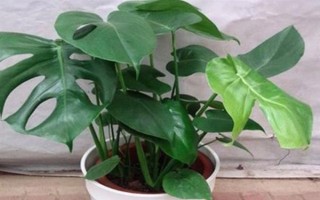 怎么養(yǎng)殖小龜背竹，生長期每隔半個(gè)月追施一次肥料