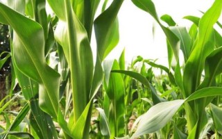 皇金翠7號(hào)玉米種子介紹，適宜播種期4月中旬至6月上旬