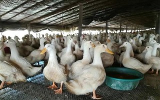 鴨子在夏季容易死亡的原因，一般是高溫、養(yǎng)殖密度大、感染病害等因素所致