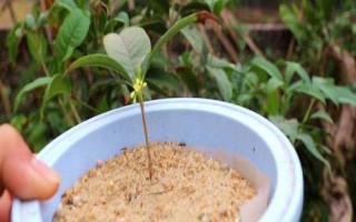 桂花怎么快速繁殖，通常采用播種繁殖、嫁接繁殖、扦插繁殖、壓條繁殖