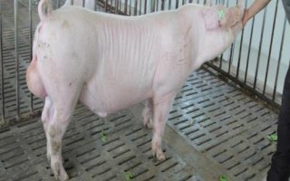 有哪些瘦肉型豬品種，長白豬、大白豬、杜洛克豬均是廋肉型