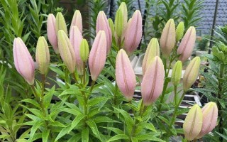 百合的打頂方法，摘除瘦弱不健康的芽