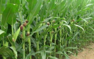 滬甜6號玉米種簡介