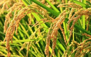 荃優(yōu)0861水稻種子簡介，栽插密度5萬穴/畝左右