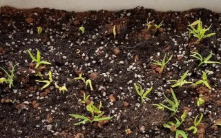 種植空心菜的方法，浸種催芽后再進行直播