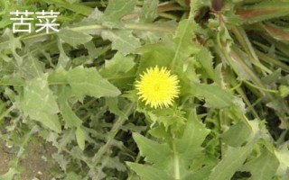 蒲公英有哪些產(chǎn)地，主產(chǎn)于河北、山西、陜西、湖南等多個省份