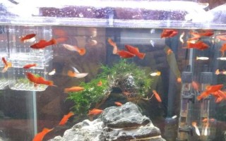 冬天如何養(yǎng)魚(yú)，一定要保證好水溫
