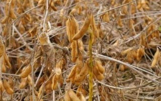 長農(nóng)34大豆品種的特性，中晚熟品種