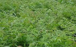香椿矮化密植技術(shù)要點，苗長到近2米時可以摘除頂梢