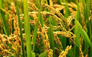 天豐優(yōu)281水稻種子簡介，該品種株型適中