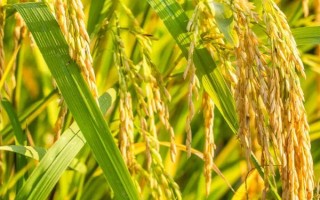 廣8優(yōu)華占水稻品種的特性，6月20日左右播種
