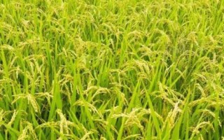 更香優(yōu)703水稻種簡介，中秈三系雜交水稻品種