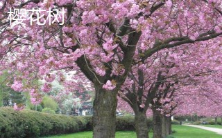 開(kāi)粉色花的樹(shù)有哪些品種，常見(jiàn)的有桃樹(shù)、櫻花樹(shù)和海棠等