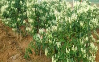 目前農(nóng)村種什么東西比較賺錢，種植金銀花的利潤比較可觀