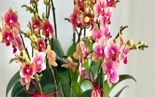 蝴蝶蘭好不好養(yǎng)，屬于好養(yǎng)的一類植物