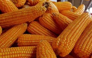 中博4號玉米種子特征特性，適宜播期4月下旬至5月上旬